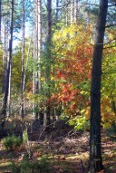 Miniatura: 2007-09-01 11:48:06 las jesie? (970) Miniatura: 2007-09-01 11:48:06 las jesie? (970)